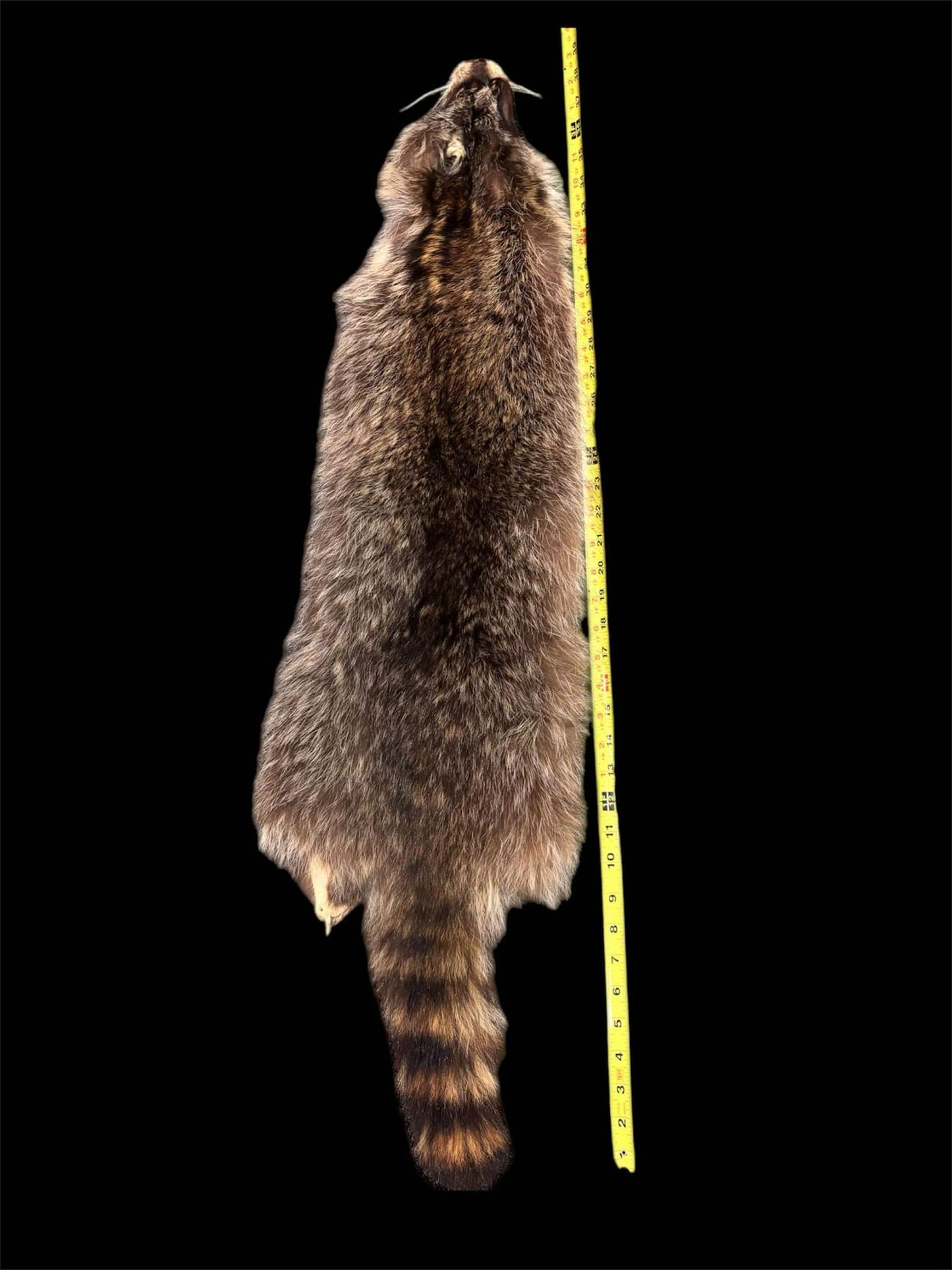 Raccoon Fur Pelt image 0