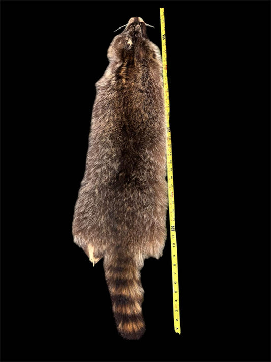 Raccoon Fur Pelt image 0