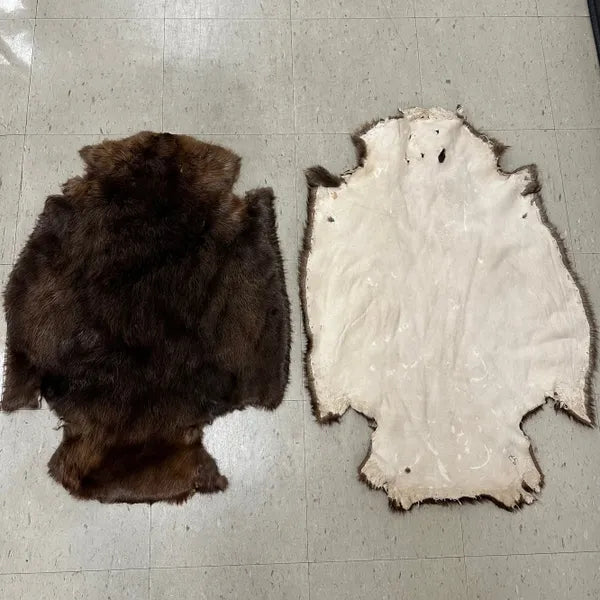Beaver Pelts - Small garment grade image