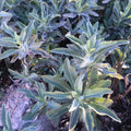 White Sage Seeds