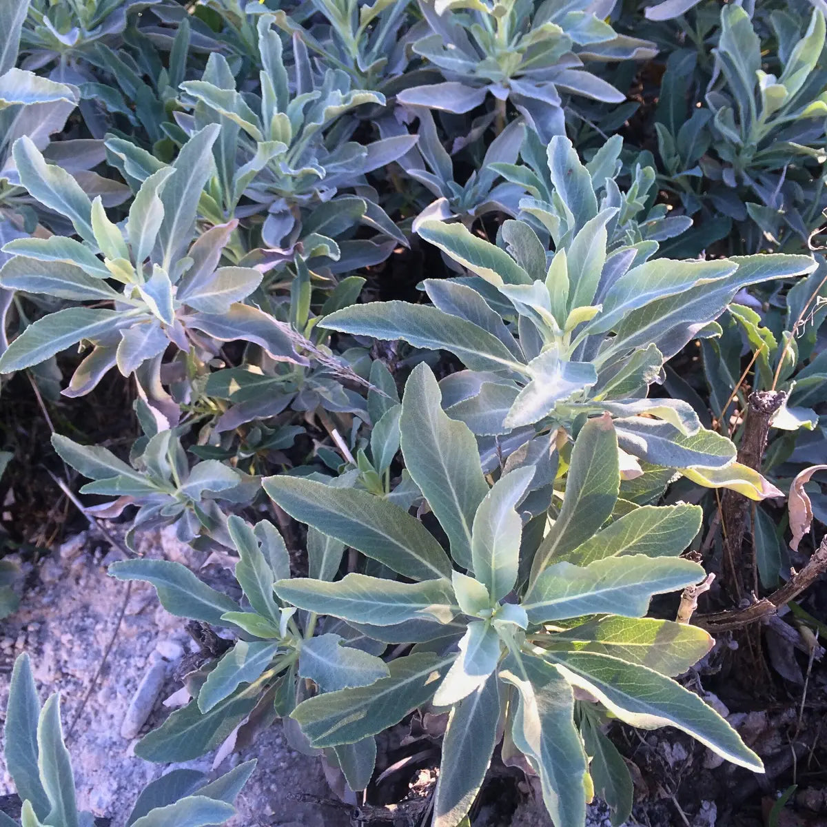 White Sage Seeds