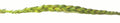Sweetgrass image 1
