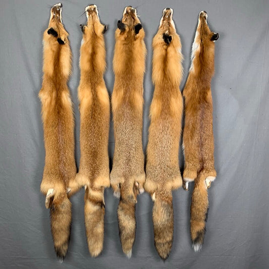 Red fox pelt image 0