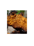 Northern Wildcrafted Chaga Mushroom