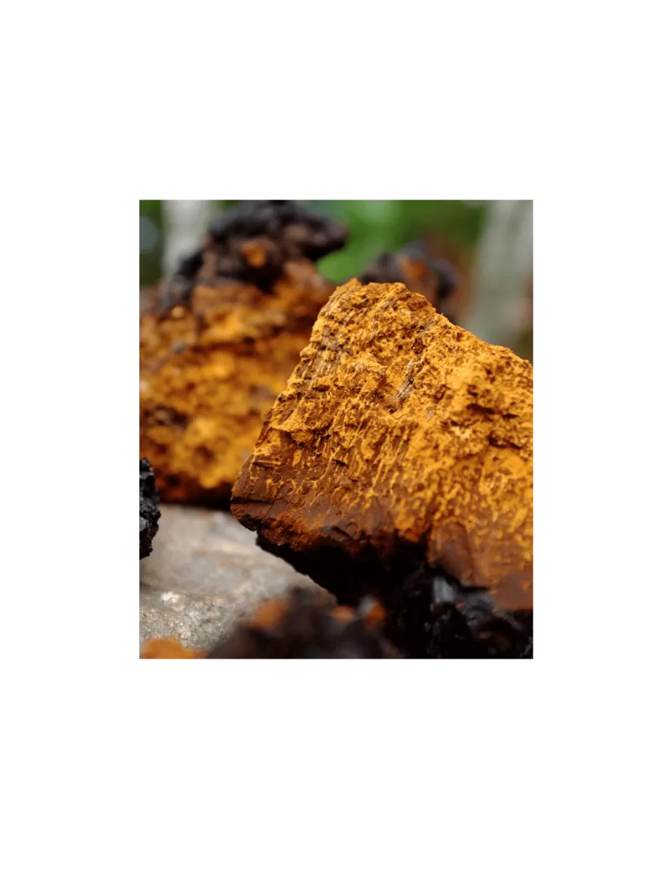 Northern Wildcrafted Chaga Mushroom
