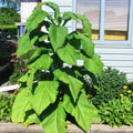 Wild Sema Seeds