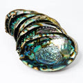 Abalone Shells - ethically harvested
