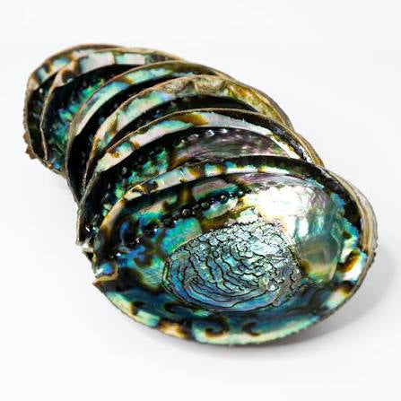 Abalone Shells - ethically harvested