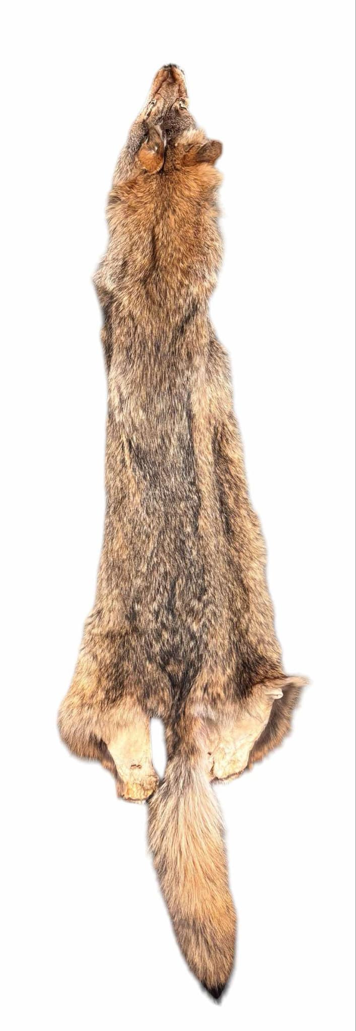 Craft Coyote Fur Pelt image 1