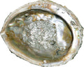 Abalone Shell image 0
