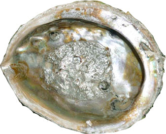 Abalone Shell image 0